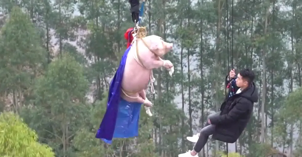 V čínském zábavním parku se smíchem shodili na bungee laně živé prase