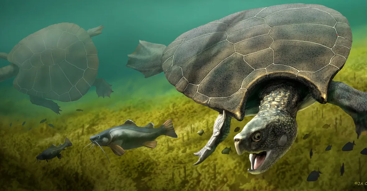 Vědci objevili zkameněliny želv velkých jako osobní auto