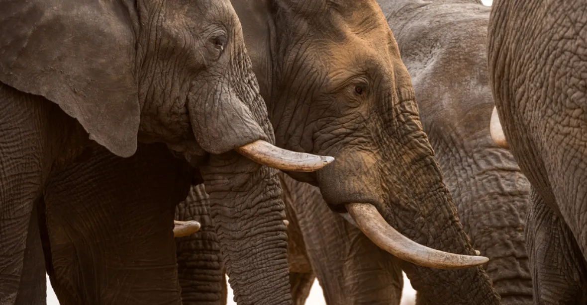 V Africe vyšetřují záhadnou smrt 154 slonů. Pytláci to nebyli