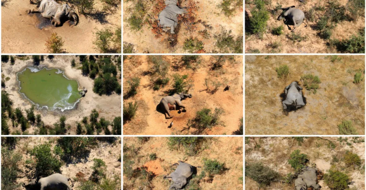 Záhadná smrt více než tří set slonů. Vědci už zřejmě mají vysvětlení
