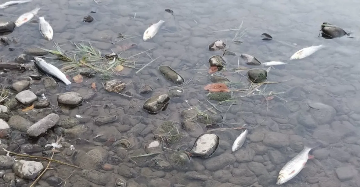 Mrtvá Bečva je ekologická katastrofa desetiletí. Řeku otrávil neznámý jed