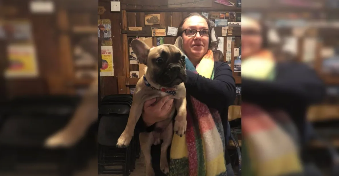 Kuriozita z USA: „Starostou“ městečka v Kentucky byl zvolen pes. Francouzský buldoček