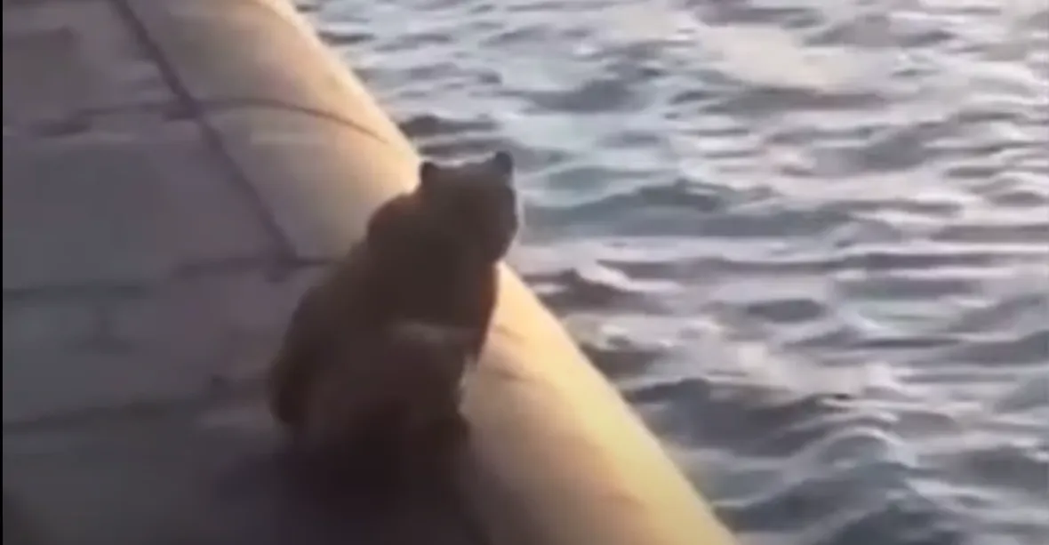 VIDEO: Medvědice s mládětem vylezla na ruskou ponorku, posádka obě zvířata zastřelila