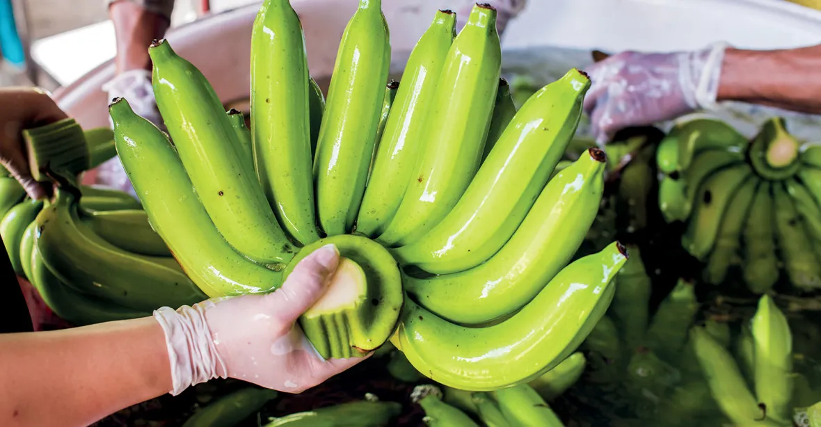 Banány zabíjí rychle se šířící infekce