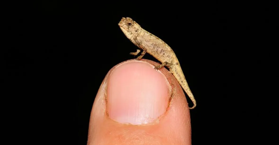 Expedice našla nejmenšího chameleona na světě. Vejde se na špičku prstu