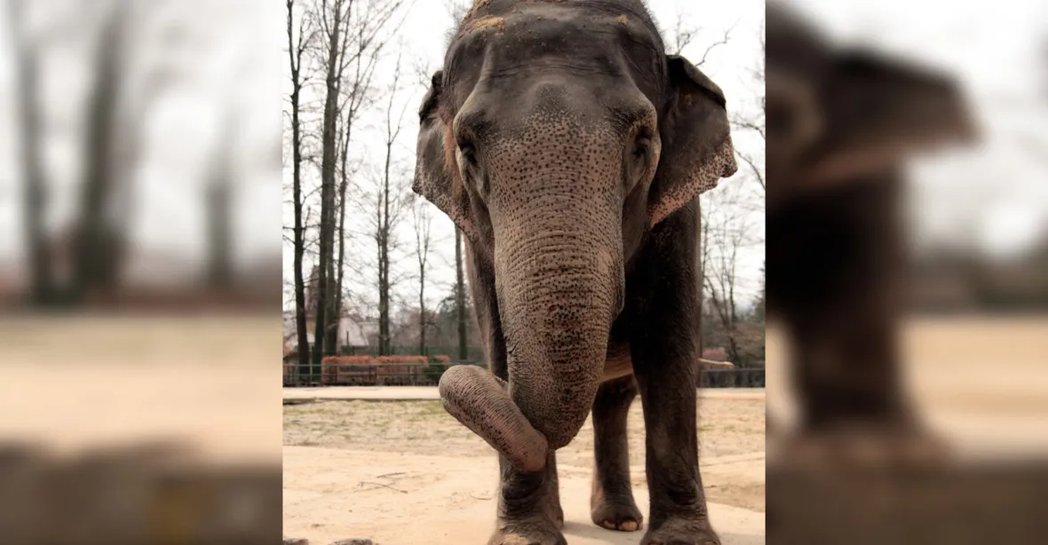 Zoo Liberec přišla o svého nejstaršího slona. Intenzivní péče odborníků nepomohla