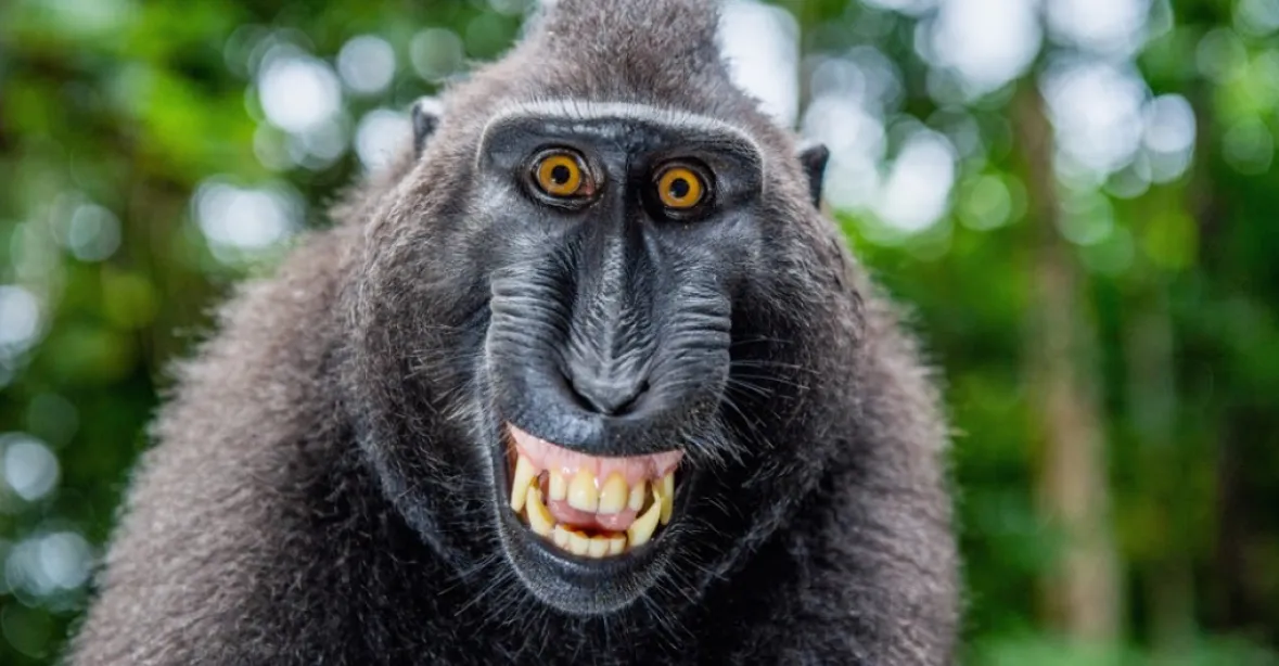 Nechytat, nekrmit! Z děčínské zoo utekl makak