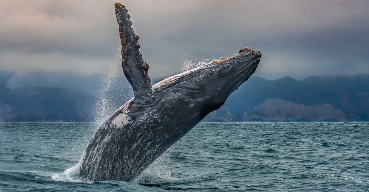 Potápěče se snažila spolknout velryba. Celého poškrábaného ho nakonec vyplivla