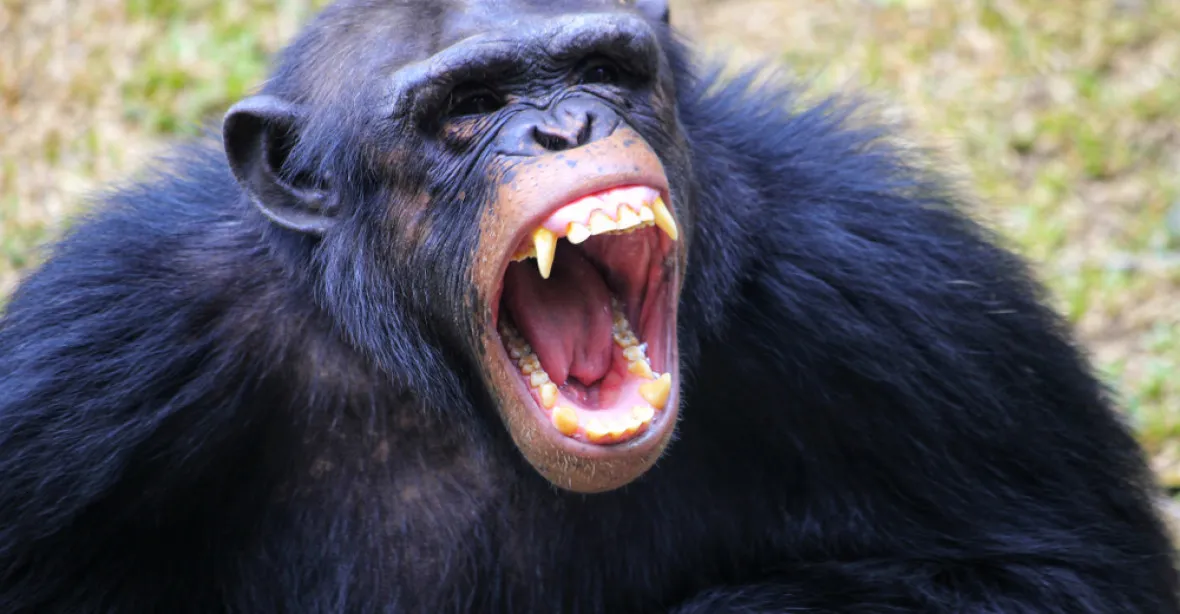 VIDEO: Šimpanzí zabijáci ubili gorilí mládě. Vědce krvavý boj překvapil