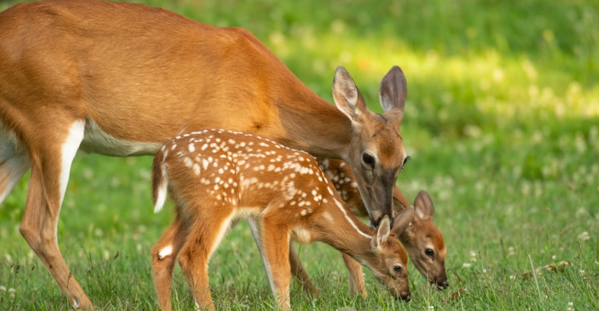 Nová studie: 40 procent divokých jelenů mělo protilátky na covid
