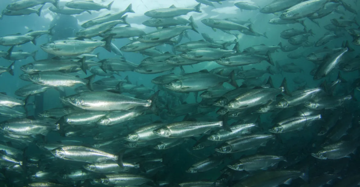 Chlor zabil na lososové farmě 96 tisíc ryb. Kontaminovaná voda unikla do oceánu