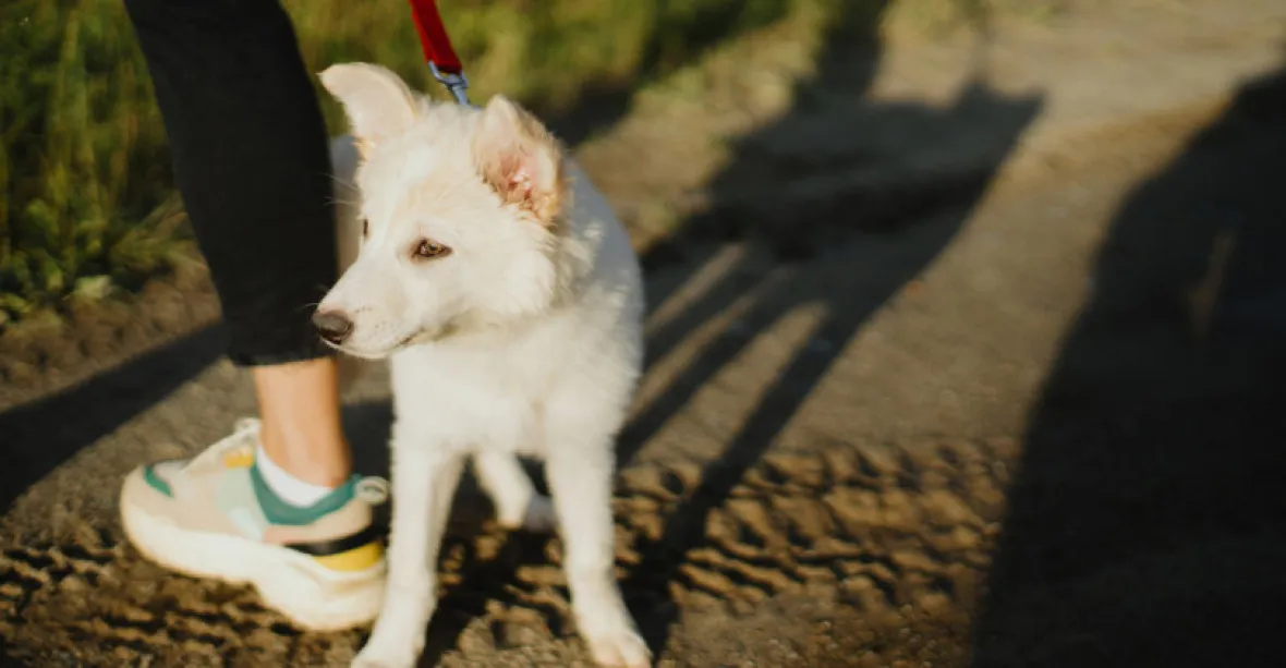 Praha připravuje zákaz venčení psů bez vodítka, má prý zabránit excesům