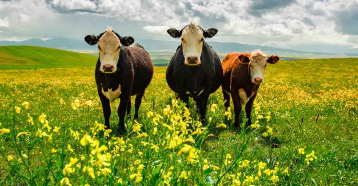 EU plánuje zelenou přestavbu zemědělství. Ceny nejen masa a mléka tím vystřelí nahoru