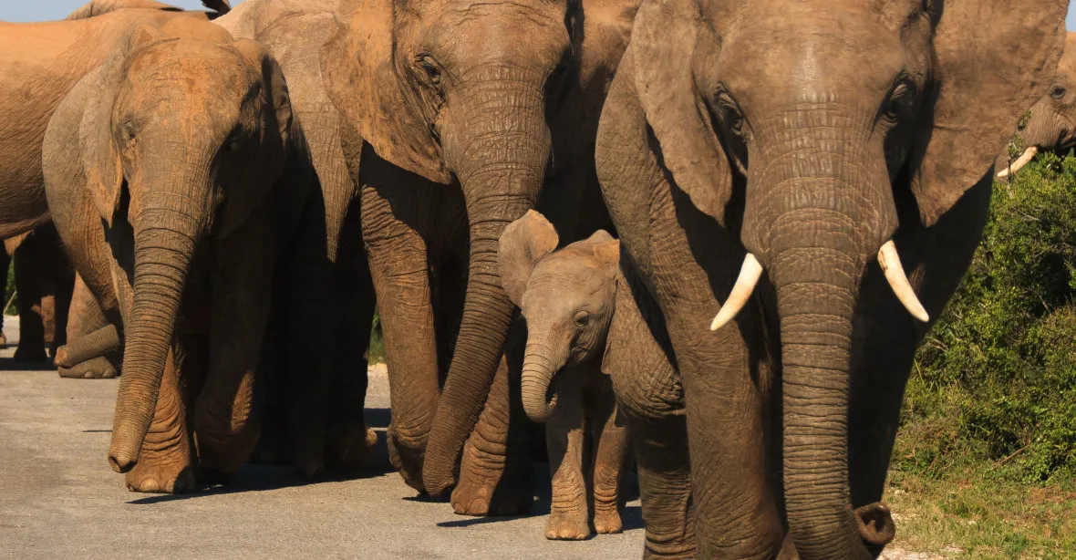 Slonice se rodí bez klů. Pytlácký lov slonů vyvolal evoluční změnu