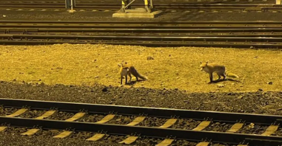 Po hlavním nádraží v Praze se v noci prohánějí lišky