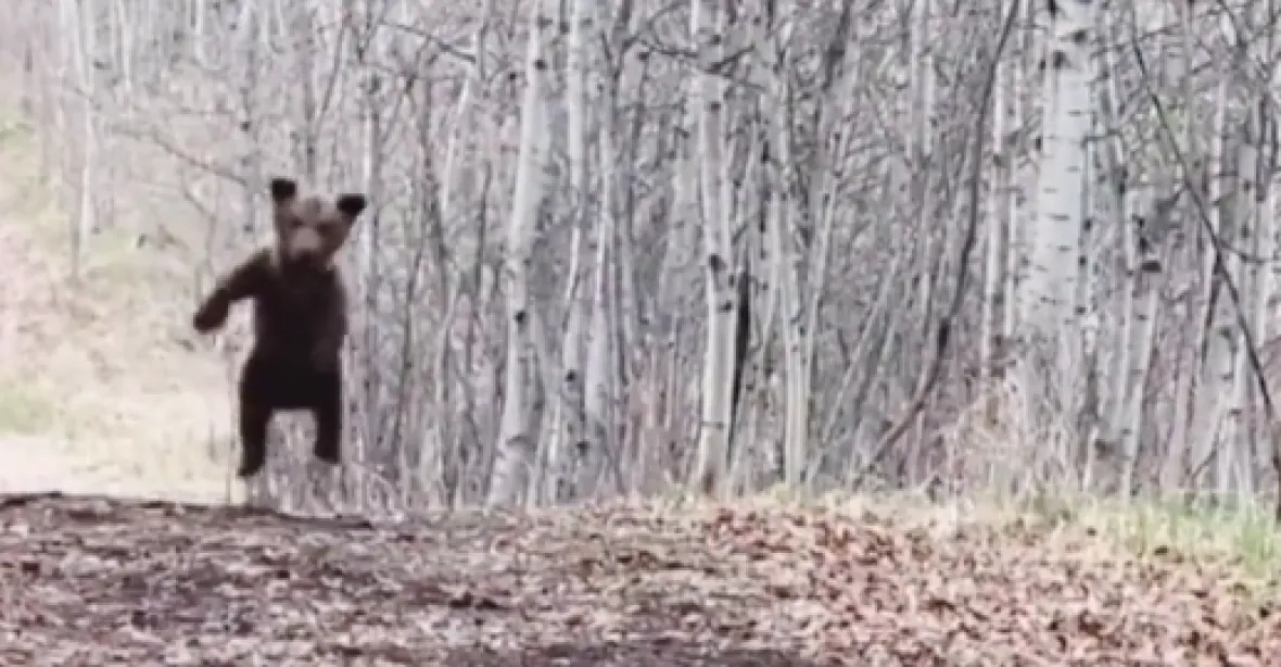 VIDEO: Poskakující medvídek se stal miláčkem internetu