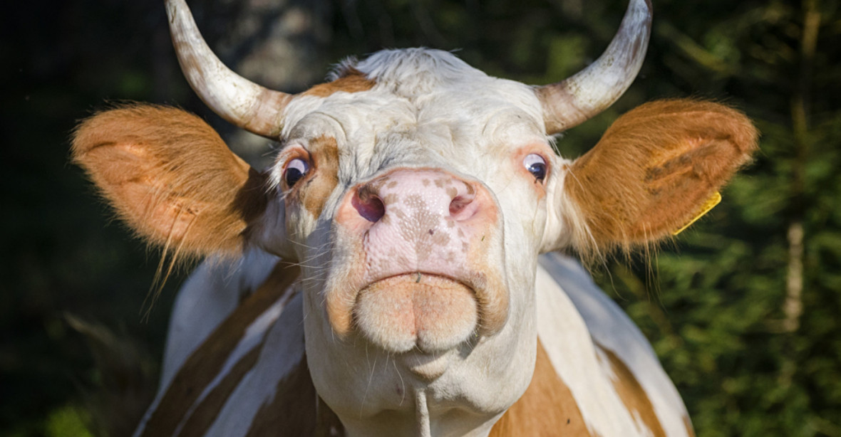 Rutte nechá kvůli nadýmání vybít třetinu holandských krav. Tisíce farmářů se vzpírá, policie tasí pistole