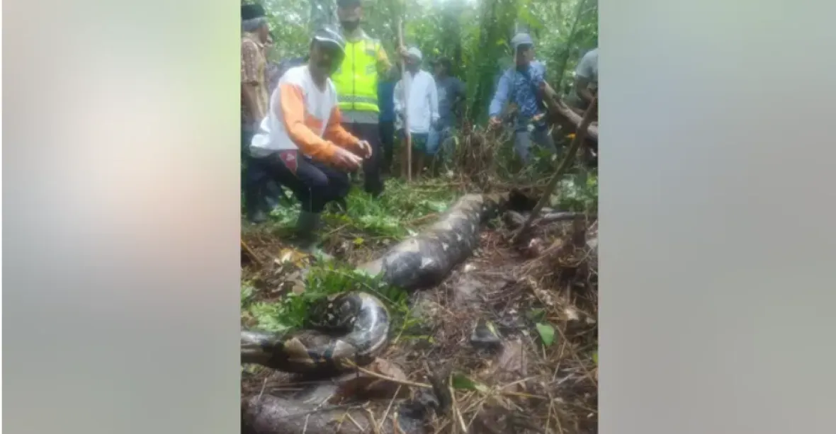 FOTO: V Indonésii našli ztracenou ženu, sežrala ji šestimetrová krajta