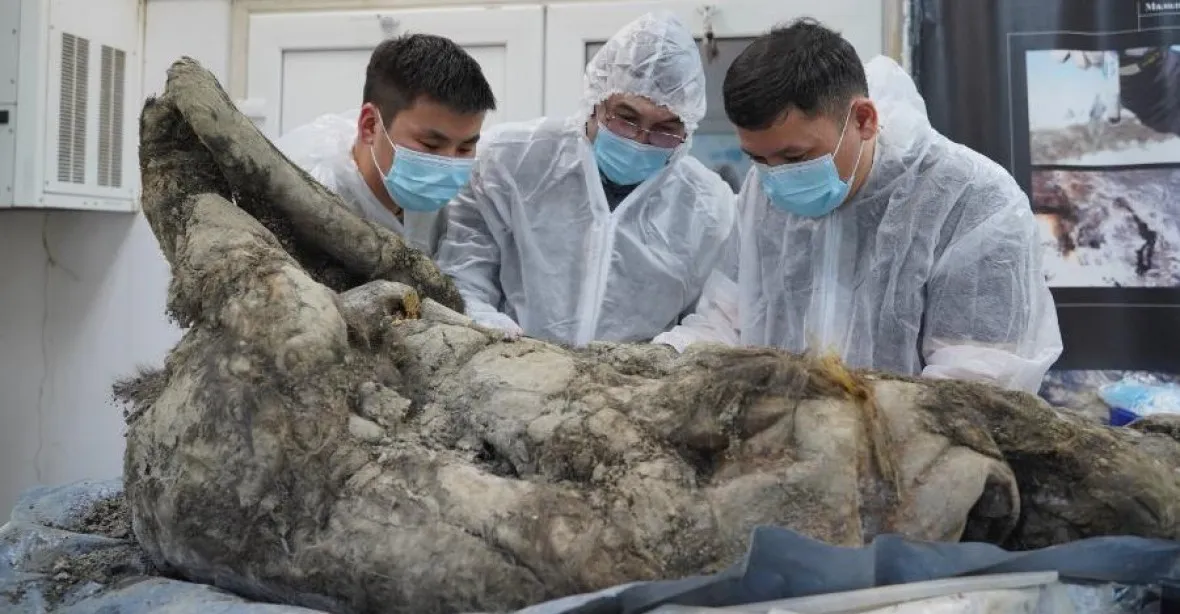 Sibiřský led vydal tělo prehistorického medvěda. Vědci poznali, co jedl před smrtí
