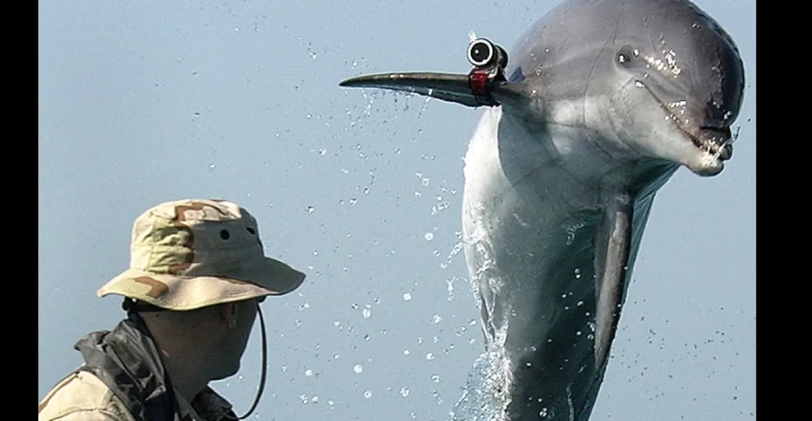Delfíni ve službách ruské flotily. Moskva posiluje obranu Sevastopolu