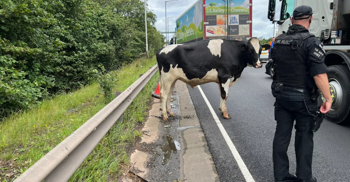 VIDEO: Na dálnici spadla zničehonic kráva, pak se postavila na vlastní nohy