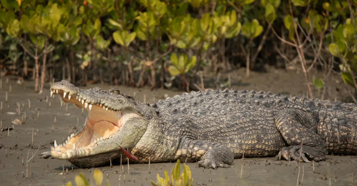 Překvapení pro útočícího krokodýla. Muž se z jeho sevření vymanil poté, co zvíře kousl do oka