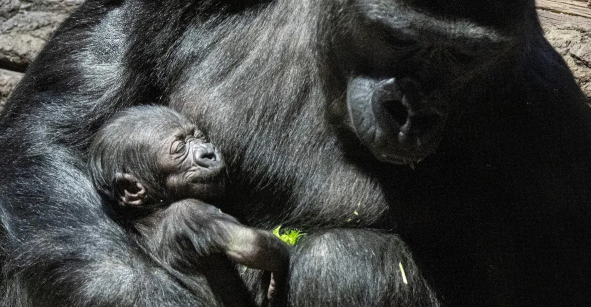 OBRAZEM: Pražská zoo se pochlubila vnučkou slavné gorily Moji