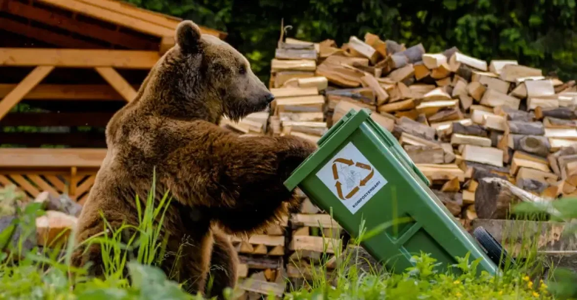 Medvěd napadl u Žiliny houbaře. Fico chce mít odstřel v Ústavě